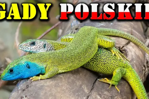 Jaszczurka gad czy płaz? Odkryj kluczowe różnice między nimi