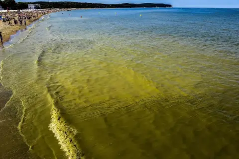 Żółte, mętniejące fale Bałtyku, plaża pełna ludzi. Sinice w wodzie.