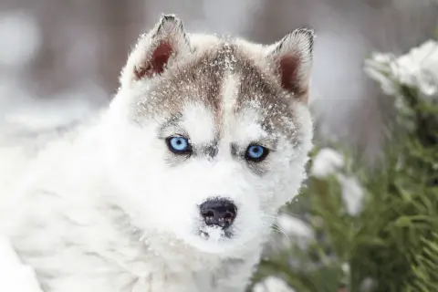 Ile dziennie je husky? Odkryj idealną dawkę karmy dla psa