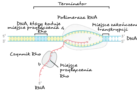 Proces transkrypcji: polimeraza RNA tworzy nić mRNA (różową) na matrycy DNA (żółtej i niebieskiej).