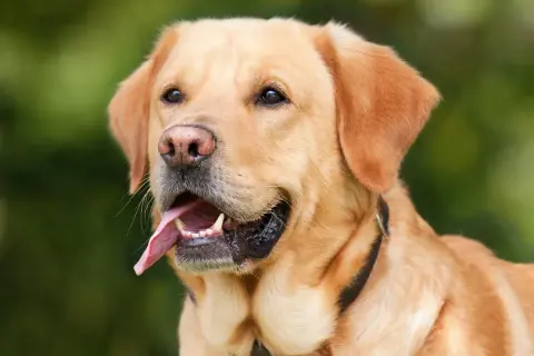 Zastanawiasz się, czy pies może jeść jogurt naturalny? Ten uroczy labrador z pewnością by się ucieszył z takiej przekąski!