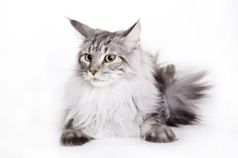 Majestatyczny maine coon masa, z puszystą grzywą i przenikliwymi, żółtymi oczami, leży na białym tle.