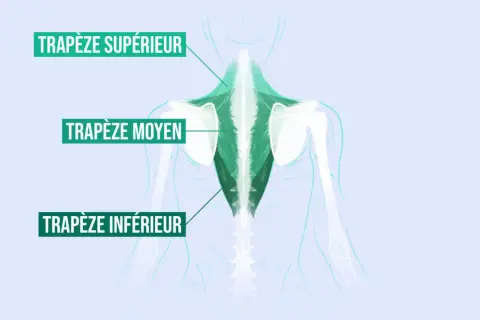 Illustration anatomique montrant le trapèze moyen, partie d'un exercice pour le dos.