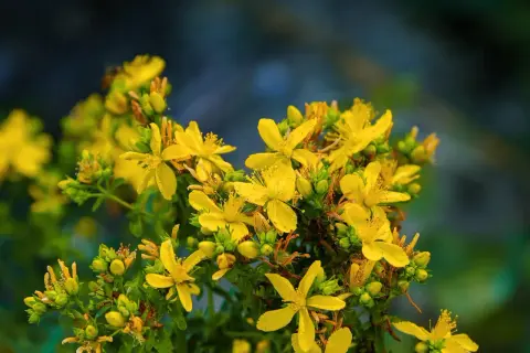 Ein Strauß leuchtend gelber Johanniskrautblüten. Manche berichten von Johanniskraut und Gewichtszunahme, doch diese Blüten sind ein Symbol für die Kraft der Natur.
