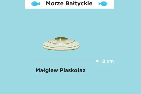 Jakim morzem jest Bałtyk? Odkryj jego tajemnice i cechy