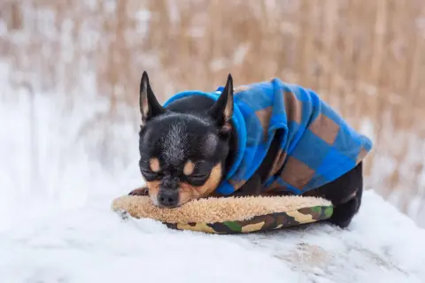 Chihuahua con abrigo azul a cuadros duerme en la nieve. ¿Como saber si mi perro tiene frío? Observa si tiembla o busca calor.