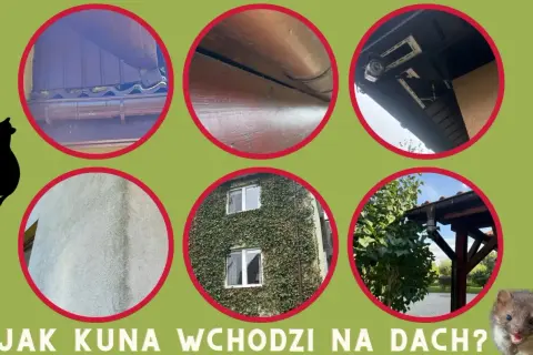 Kuny wchodzą na dach przez rynny i elewację. Zobacz, jak to robią, by wiedzieć, co na kuny zastosować.