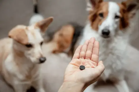 Hand hält Kohletablette für Hunde. Die richtige kohletabletten huhn dosierung ist wichtig für die Gesundheit.
