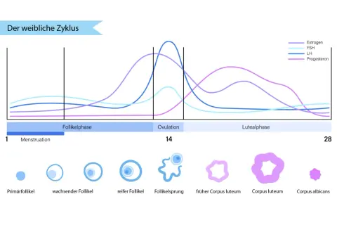 Der weibliche Zyklus: Hormonkurven zeigen den Höhepunkt der Ovulationsphase um Tag 14, gefolgt von Veränderungen im Corpus luteum.