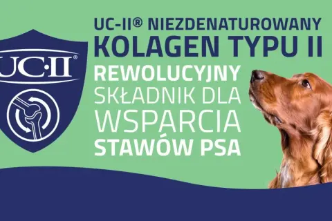 Co na stawy dla psa: skuteczne suplementy, które poprawią zdrowie stawów