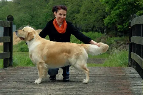 Czy golden retriever się strzyże? Odkryj prawdę o pielęgnacji sierści