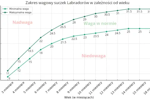 Labrador 3 miesiące waga: minimalna 9 kg, maksymalna 11 kg. Wykres pokazuje zakres wagowy suczek Labradorów.