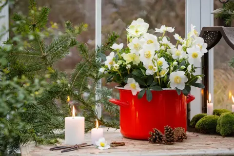 En vacker julros utomhus i en röd kruka, omgiven av granris, ljus och kottar. En mysig vinterscen.