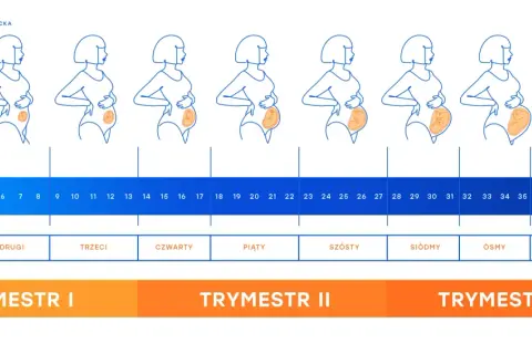 Zmiany sylwetki kobiety i rozwój dziecka przez miesiące ciąży, od pierwszego do dziewiątego miesiąca, z podziałem na tygodnie i trymestry.