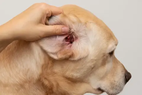 Dłoń bada zaczerwienione wnętrze ucha labradora, co może wskazywać na choroby uszu u psa.