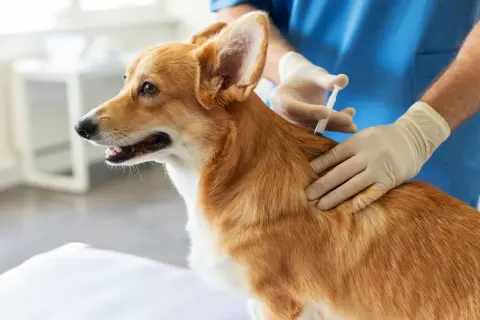 Un vétérinaire administre des vaccins chien à un adorable corgi roux.