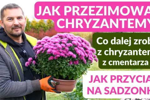 Jak wyhodować chryzantemy z cmentarza i zachować wspomnienia bliskich