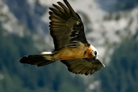 Un majestuoso quebrantahuesos surca los cielos de los Picos de Europa, con sus alas extendidas y su plumaje detallado.