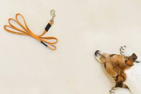 Un perro mira una correa naranja, mostrando diferentes tipos de correas para perros.