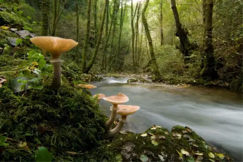 Hongos luminosos crecen en las fragas do Eume, junto a un arroyo de aguas rápidas.
