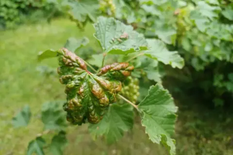 Zniekształcone liście porzeczki czarnej, z widocznymi objawami chorób, mogą świadczyć o problemach z uprawą.
