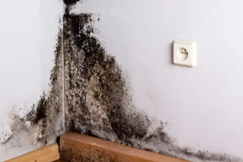 Coin de mur blanc envahi par une moisissure noire et brune. Le bois de la plinthe est également atteint.