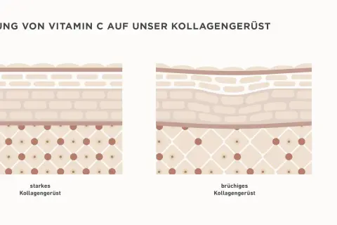 Vergleich von starkem und brüchigem Kollagengerüst der Haut. Vitamin C stärkt die Haut und hellt sie auf.