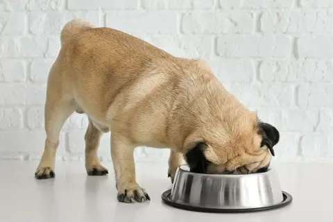 Mops je z zagnaniem w misce. Czy tłuszcz z kurczaka uczula psa? To pytanie nurtuje wielu właścicieli.