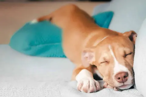 Un cachorro pitbull duerme plácidamente, mostrando sus tiernas patas y una de las muchas posturas dormir perro.