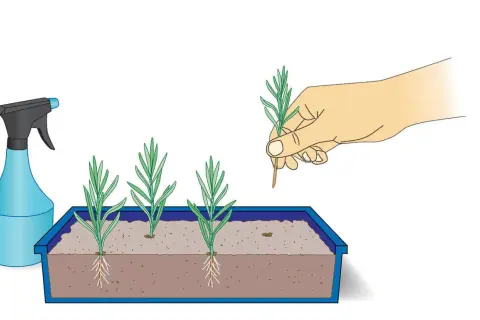 Hand pflanzt Lavendel Stecklinge in Erde. Sprühflasche daneben.