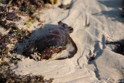 Ciemnobrązowy zając morski leży na piaszczystej plaży, otoczony przez wodorosty.