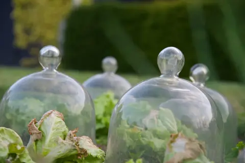 Salades protégées sous des cloches de verre, une solution anti limace naturel pour un potager sain.
