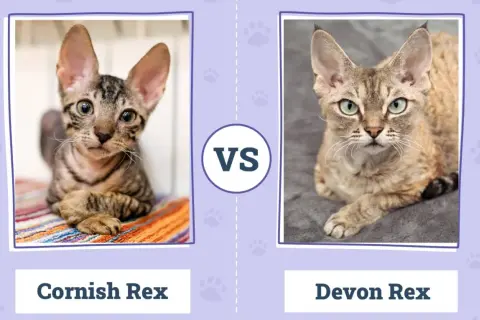 Devon Rex a Cornish Rex różnice - co musisz wiedzieć przed wyborem
