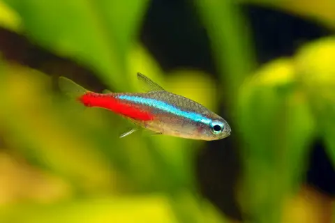 Un poisson néon, avec sa bande bleue électrique et sa queue rouge vif, nage dans un étang verdoyant.