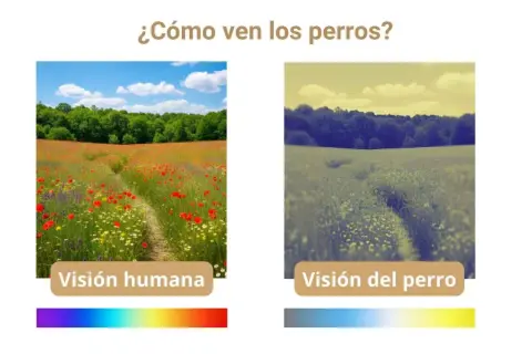 Comparación de la visión humana y canina. La imagen muestra un campo de flores visto por humanos con colores vibrantes y por perros con tonos más apagados, como ven los perros.