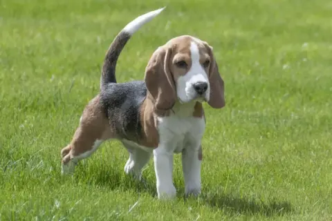 Ein Beagle-Welpe steht im Gras. Sein Schwanz ist erhoben, aber der Hund wedelt nicht mit Rute.