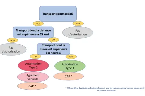 Organigramme déterminant les autorisations nécessaires pour le fret animaux, selon la distance et la durée du transport.