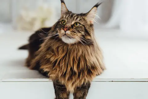 Majestatyczny Maine Coon z bujną grzywą i puszystym ogonem spogląda w górę.