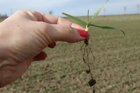 Dłoń trzyma małą roślinkę z korzeniami. Widać, że gleba jest uboga, ale zastosowanie wapna magnezowego może poprawić jej strukturę i dostarczyć niezbędnych składników odżywczych.