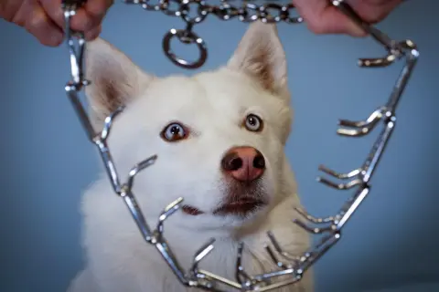 Un husky blanc aux yeux vairons regarde avec curiosité un collier étrangleur chaîne tenu par des mains.
