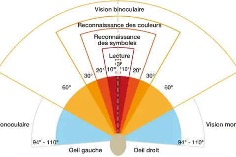 Schéma illustrant les champs de vision et l'acuité visuelle conduite. Vision binoculaire, reconnaissance des couleurs, symboles et lecture.
