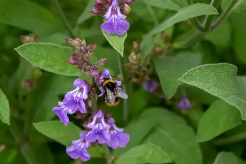 Un'ape raccoglie nettare da fiori di salvia viola. La salvia prospera sia al sole che all'ombra, attirando insetti impollinatori.