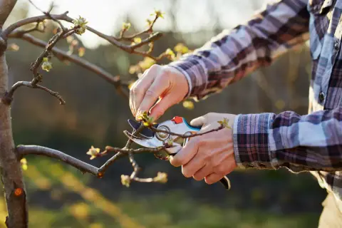 Ręce w kratę koszuli przycinają gałązkę jabłoni sekatorem. Wiosenne pąki na drzewie.