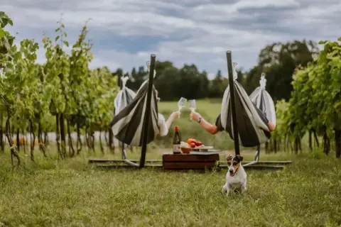 Romantyczny wieczór w winnicy w Polsce z noclegiem. Para w hamakach wznosi toast, piesek pilnuje pikniku.