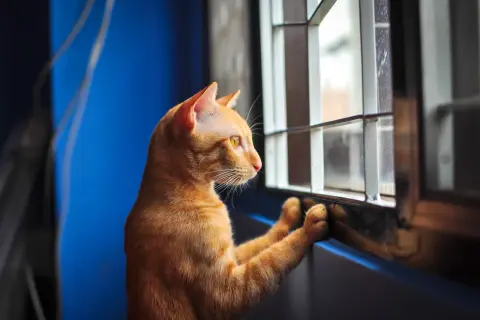 An orange cat with yellow eyes stares out a window, paws pressed against the sill, a clear sign of cat separation anxiety.