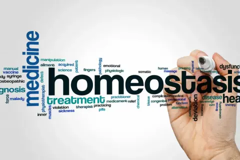 Chmura słów związanych z medycyną, z hasłem "homeostaza" na pierwszym planie, podkreślająca znaczenie równowagi w zdrowiu.