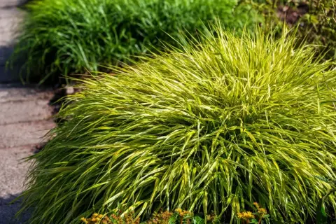 Kępa Hakonechloa odmiany 'Aureola' z żółto-zielonymi liśćmi, rosnąca obok ścieżki z kamieni.