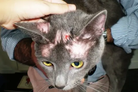 Gato gris con calvas notables en la cabeza y orejas, mostrando piel rosada y una pequeña herida.