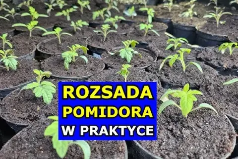 Pomidory: Kiedy siać? Kalendarz siewu i sekrety rozsady