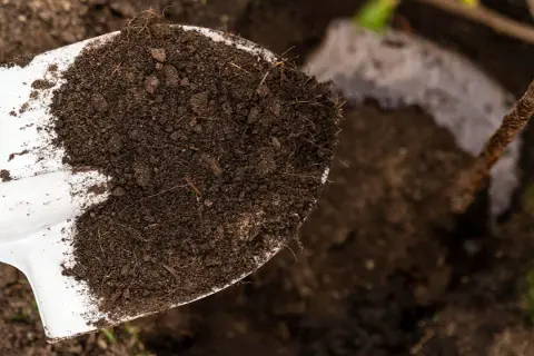 Jak zakwasić glebę pod hortensje? Skuteczny poradnik krok po kroku